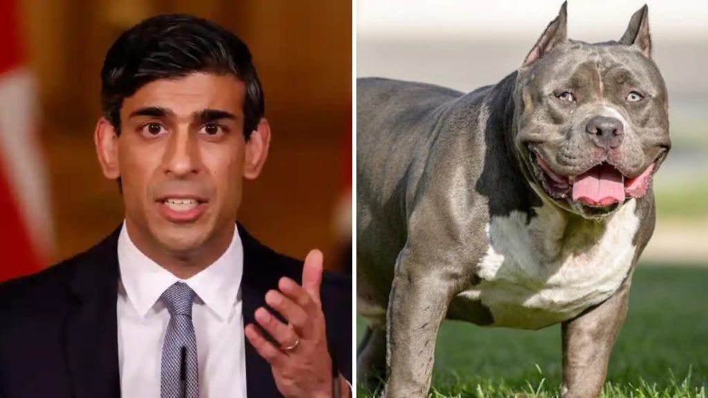 UK PM Rishi Sunak Bans American Bully XL Dogs After Fatal Attack